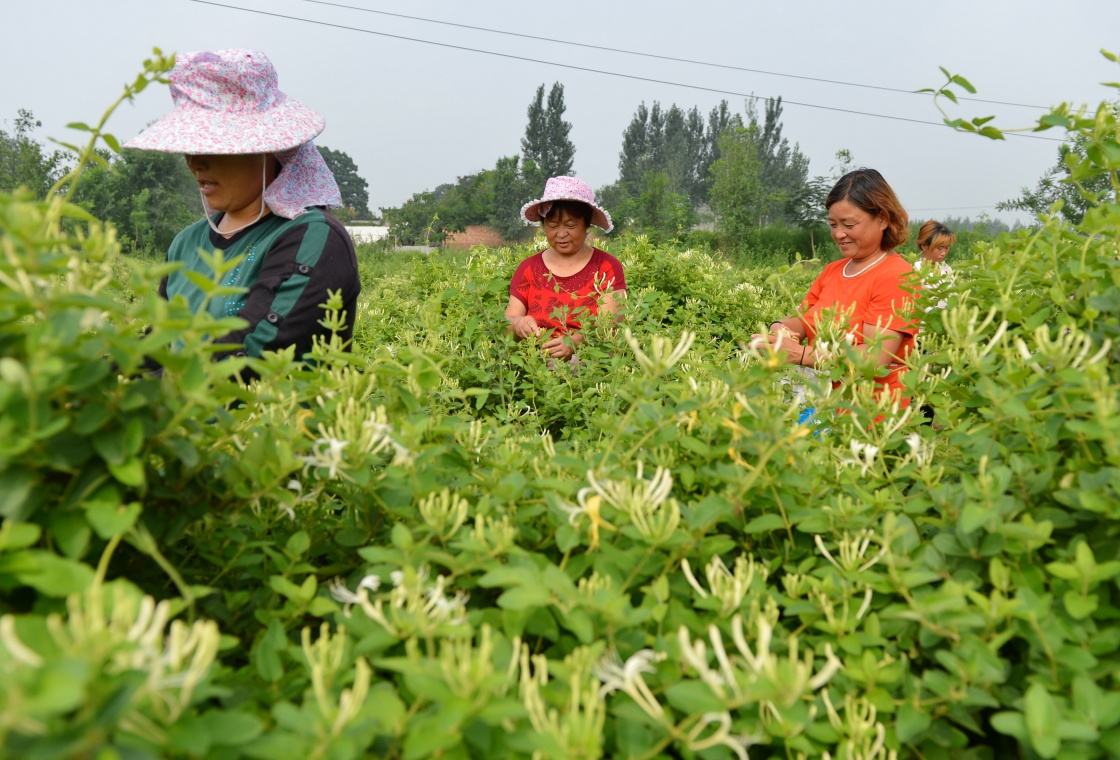 金銀花使用北美農大水溶肥見(jiàn)效快