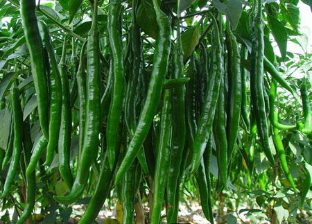 葉面肥，生長(zhǎng)調(diào)節(jié)劑，水溶肥，沖施肥