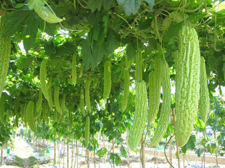葉面肥，生長(zhǎng)調(diào)節(jié)劑，水溶肥，沖施肥