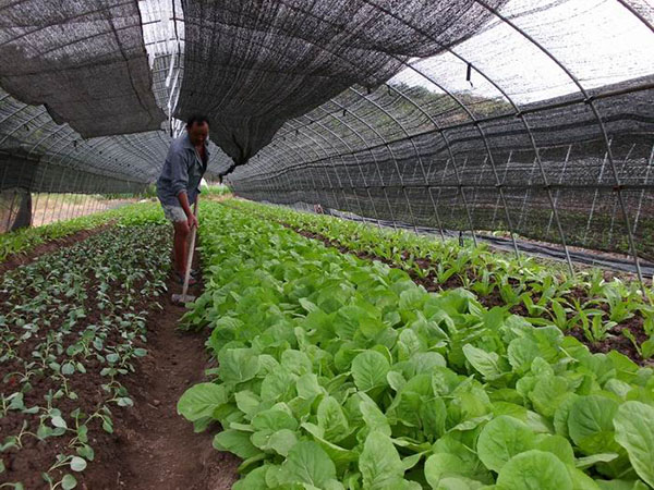 蔬菜大棚使用遮陽罩避免高溫傷害