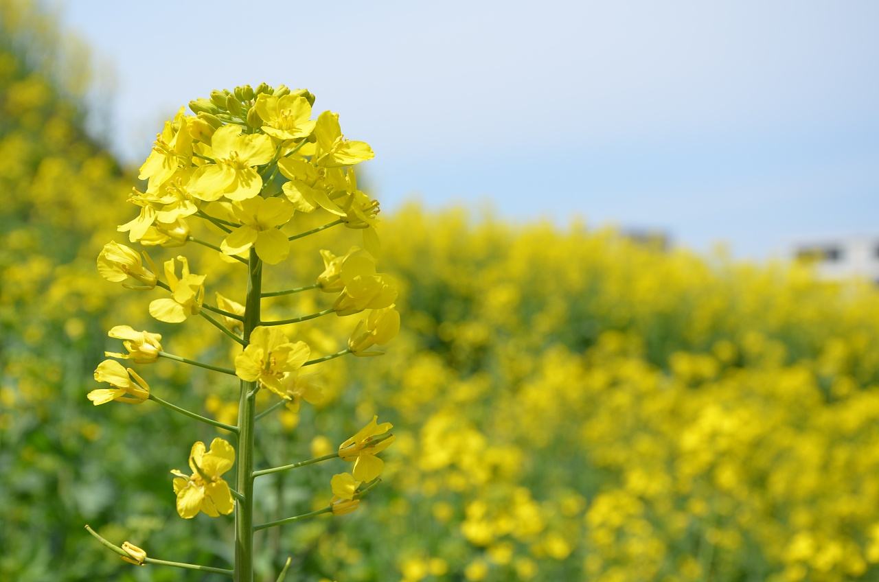 秋種油菜應(yīng)該如何管理施肥？