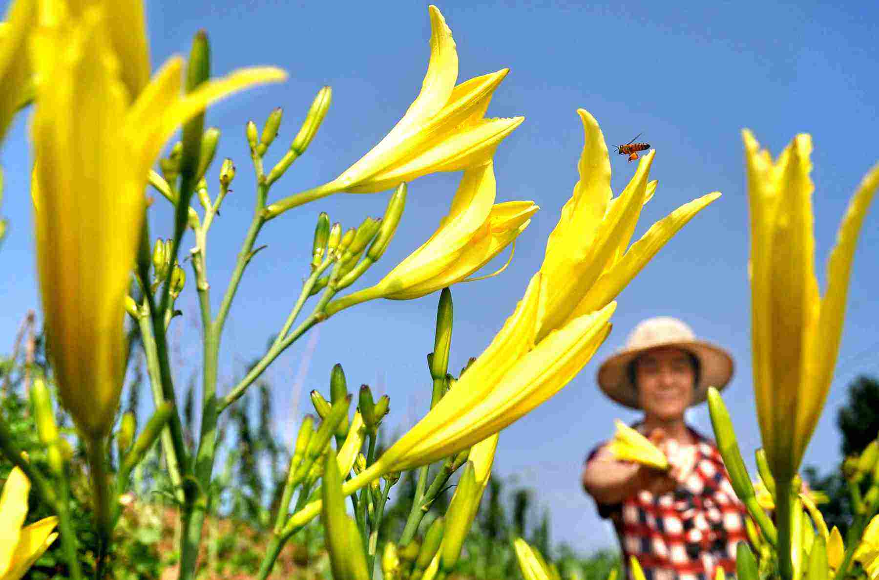 黃花菜應該如何施用水溶肥？
