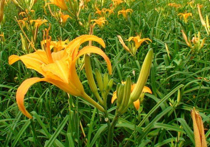 黃花菜應該如何施用水溶肥？