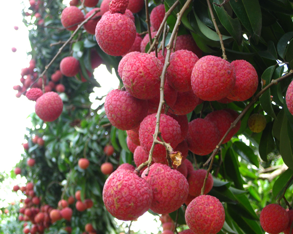 荔枝果樹施肥要點(diǎn)