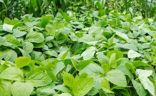 氮磷鉀肥對(duì)大豆生長(zhǎng)有什么好處？