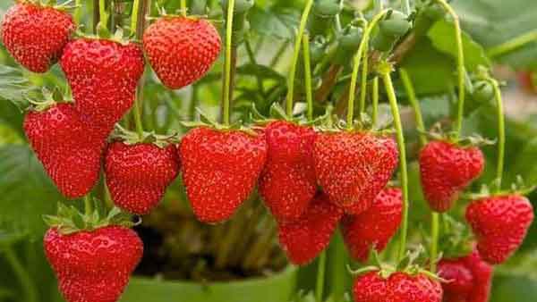 草莓硬度弱、果不紅怎么辦？