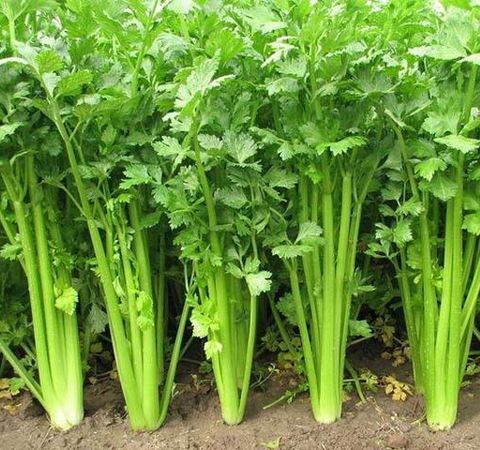 芹菜缺硼缺鈣的原因有哪些？如何防治？