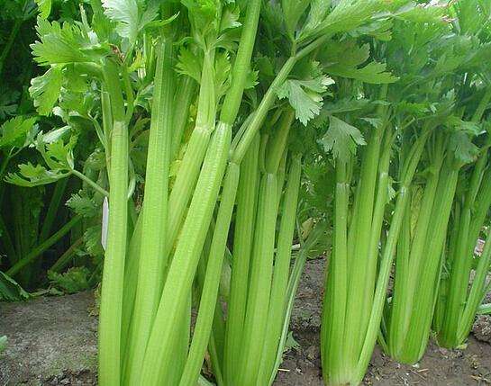 芹菜缺硼缺鈣的原因有哪些？如何防治？
