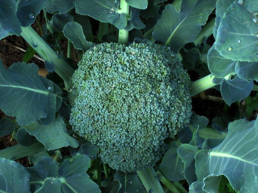 西蘭花應(yīng)該如何施肥？水溶肥怎么施用？