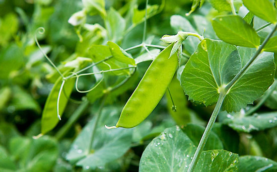荷蘭豆施什么肥好？荷蘭豆高產(chǎn)施肥技術(shù)