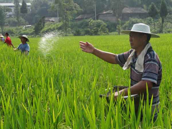 氮磷鉀使用過(guò)量會(huì )帶來(lái)哪些危害？